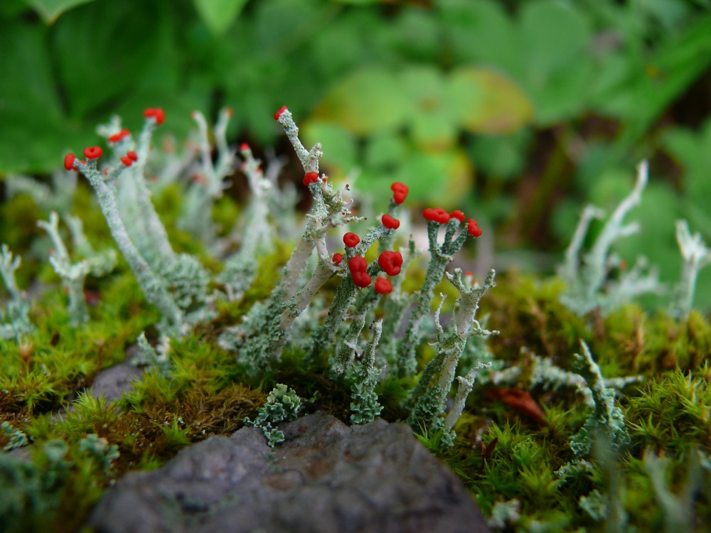 Изображение особи Cladonia deformis.