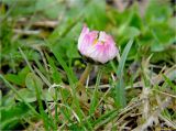 Bellis perennis