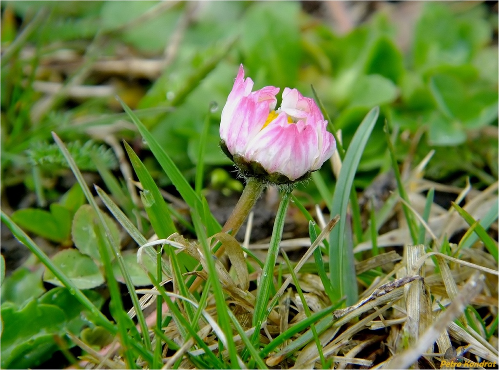 Изображение особи Bellis perennis.