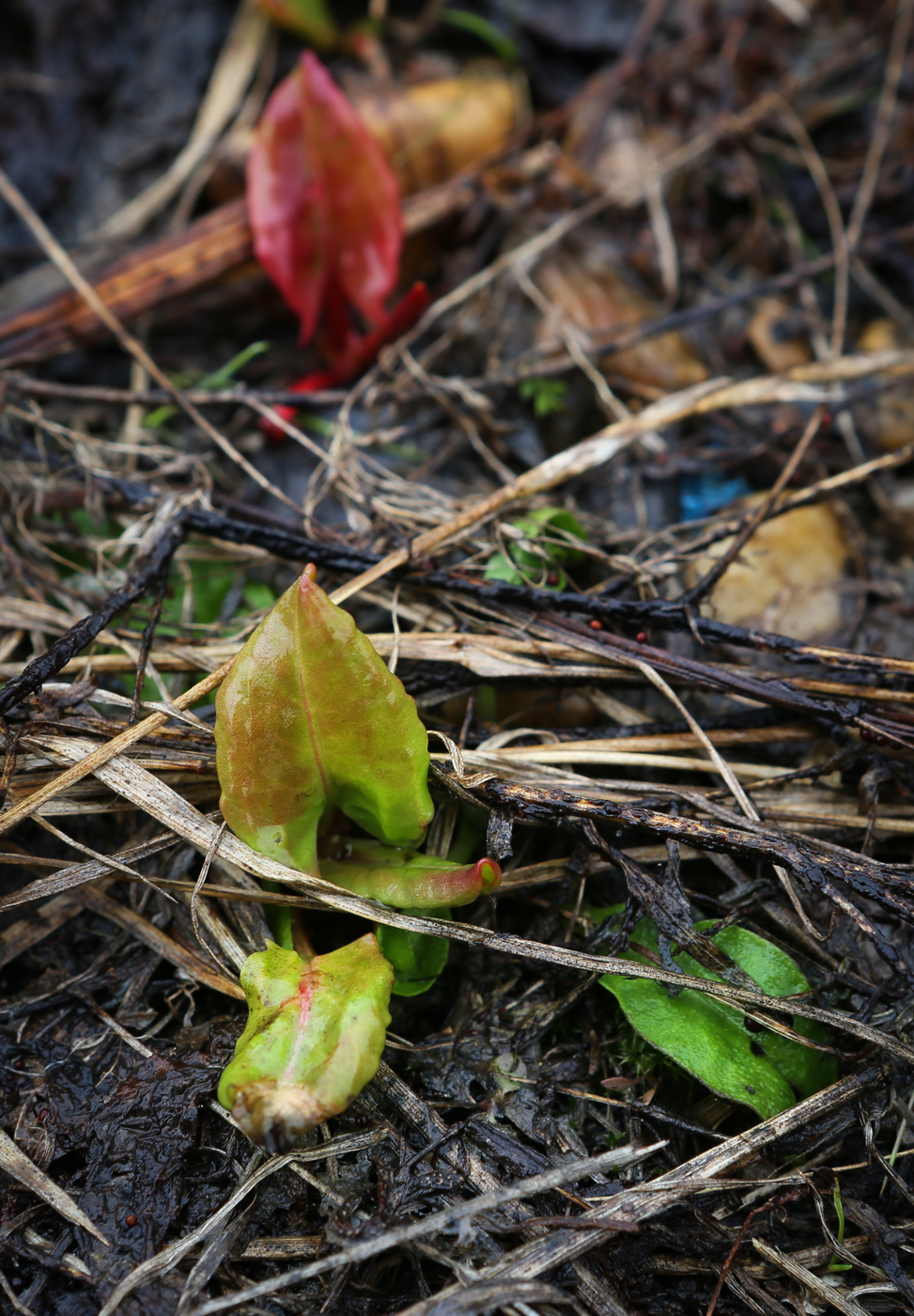 Изображение особи Rumex acetosa.