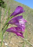 Gladiolus imbricatus. Соцветие с сидящим жуком. Крым, окр. Судака, долина р. Ворон, гора Плакья, каменистая осыпь, образованная обломками конгломератов, на участке выхода грунтовых вод. 18 мая 2017 г.