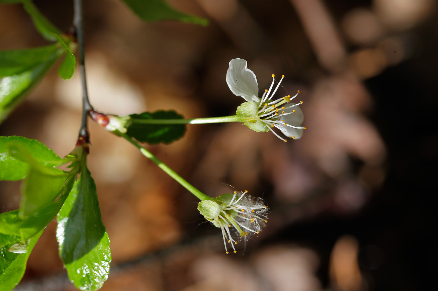 Image of Cerasus fruticosa specimen.