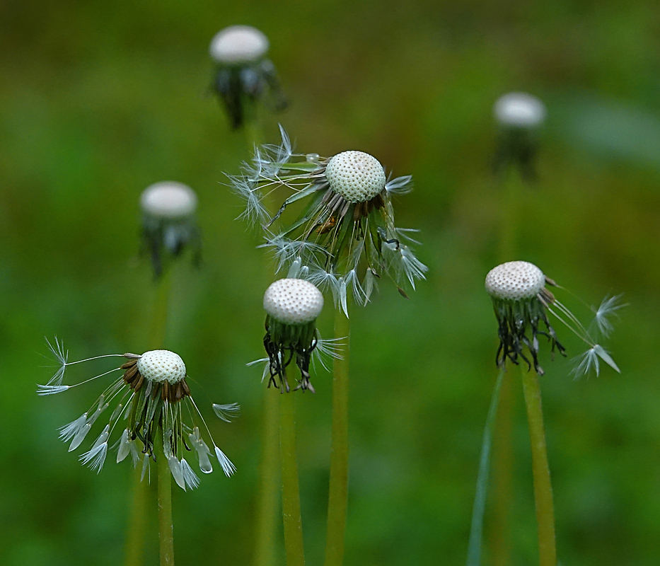 Изображение особи Taraxacum officinale.