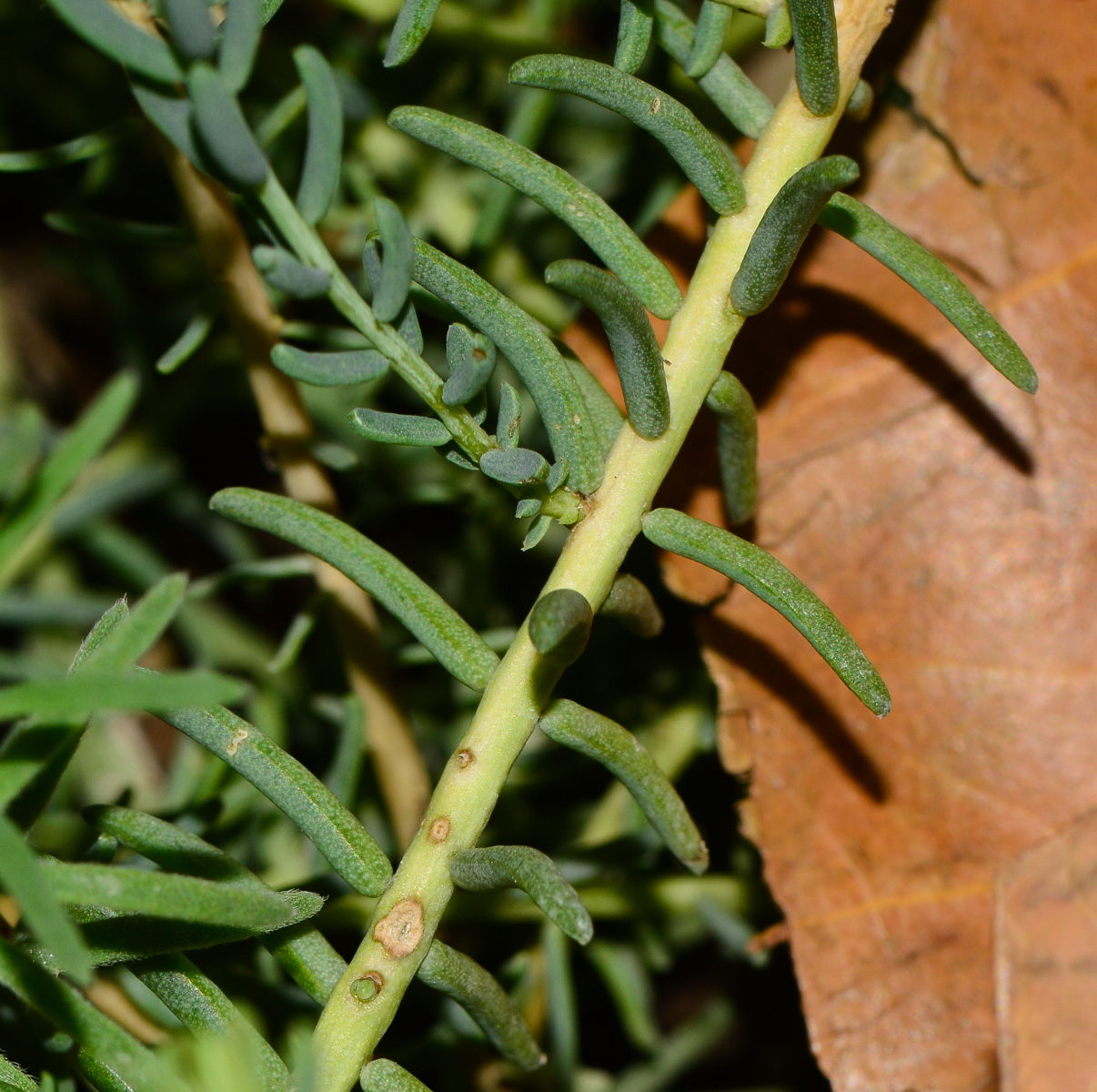 Image of Suaeda vera specimen.