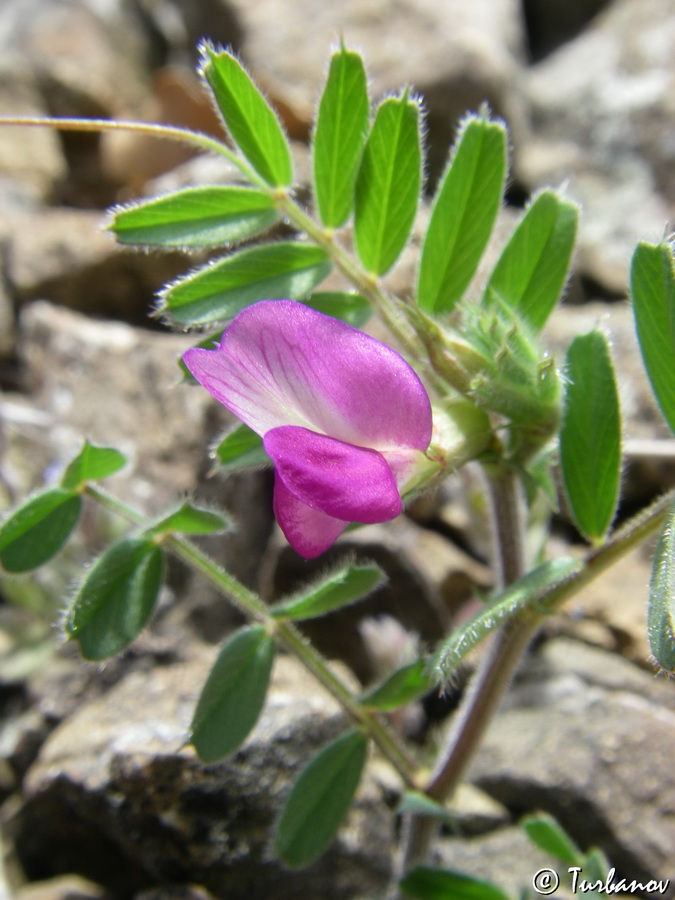 Image of Vicia cordata specimen.