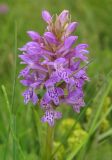 Dactylorhiza baltica