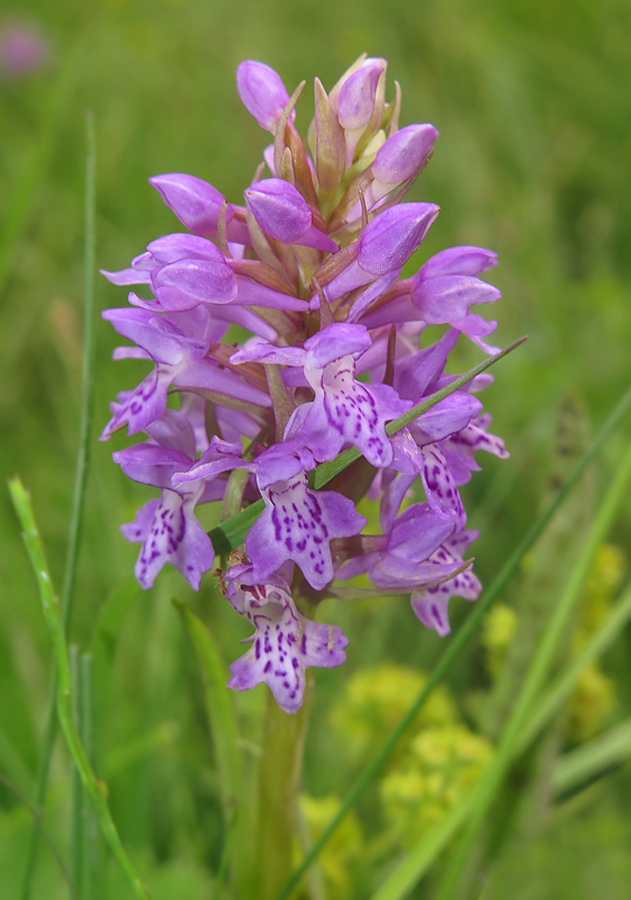 Image of Dactylorhiza baltica specimen.