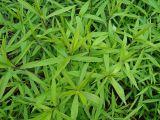 Solidago gigantea