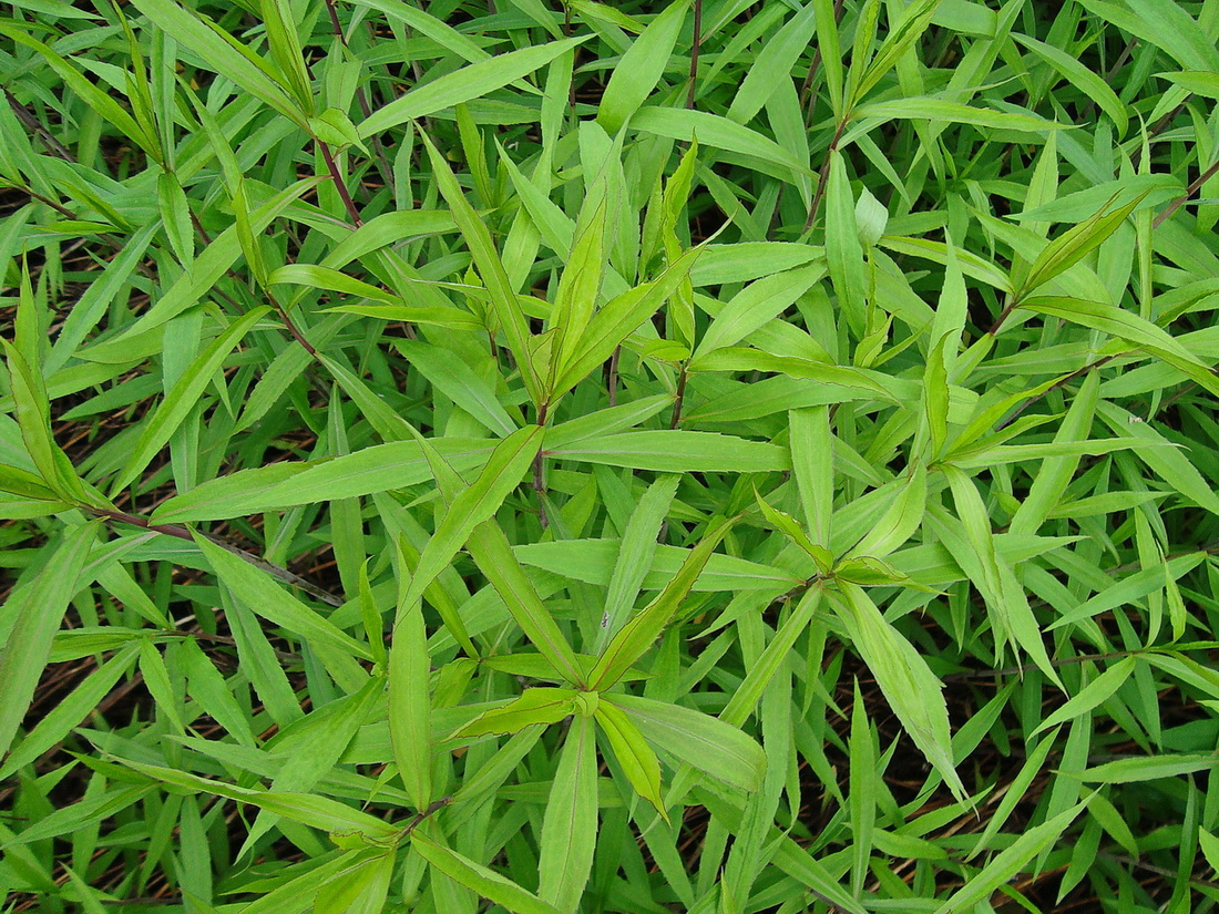 Image of Solidago gigantea specimen.