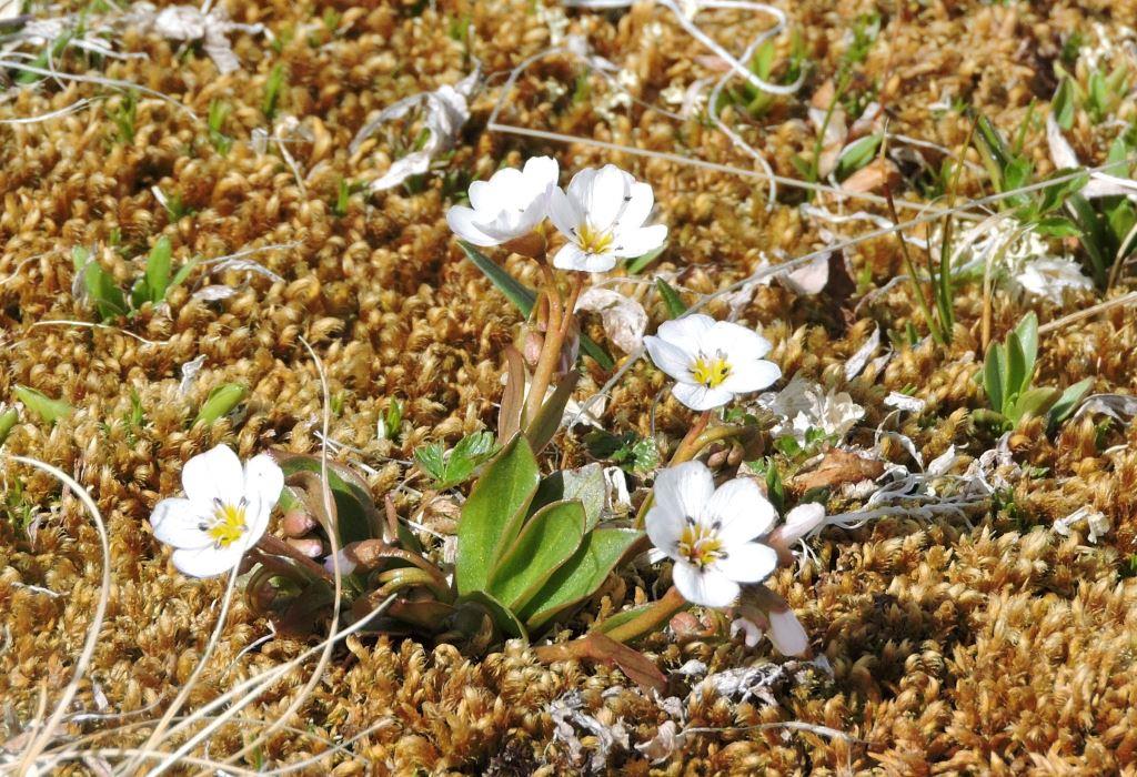 Изображение особи Claytonia joanneana.