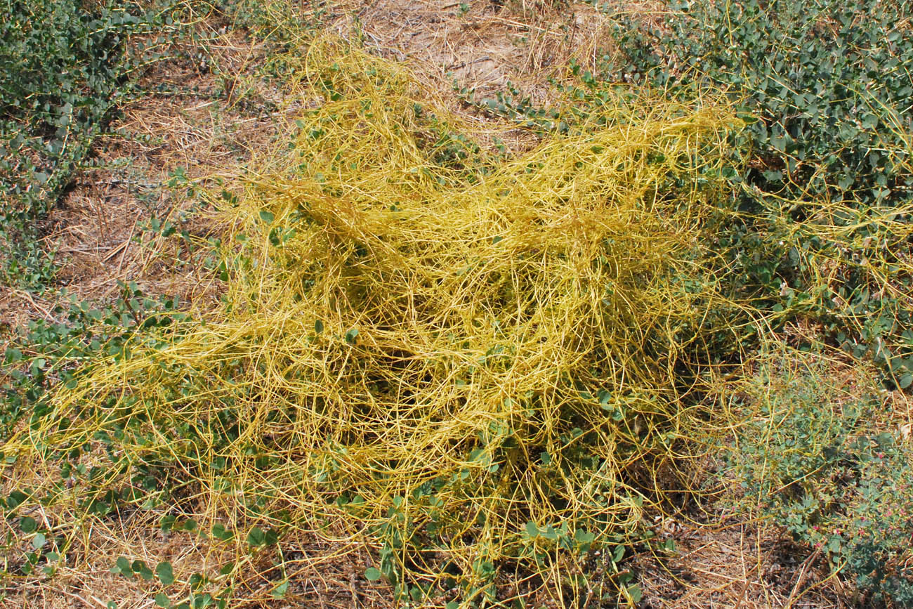 Image of genus Cuscuta specimen.