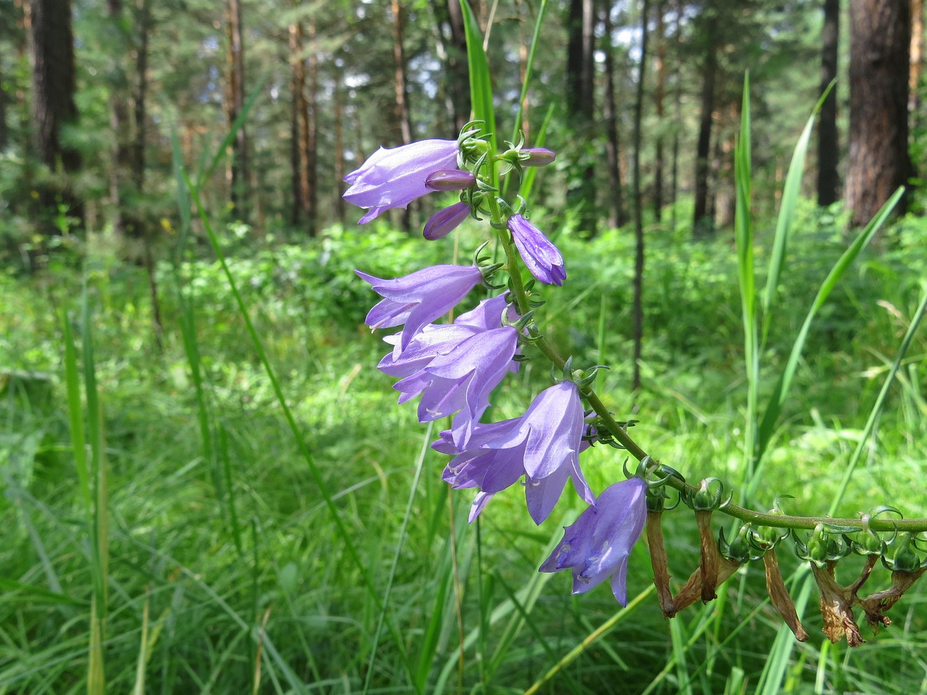 Image of Campanula rapunculoides specimen.