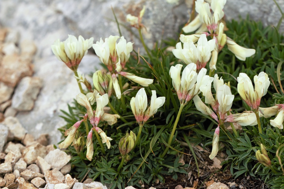 Image of Trifolium polyphyllum specimen.