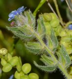 Alkanna strigosa