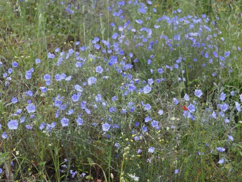 Изображение особи род Linum.