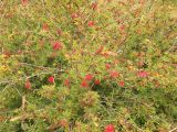 Calliandra californica. Цветущее и плодоносящее растение. Израиль, Шарон, пос. Кфар Монаш, ботанический сад \"Хават Ганой\". 30.04.2017.