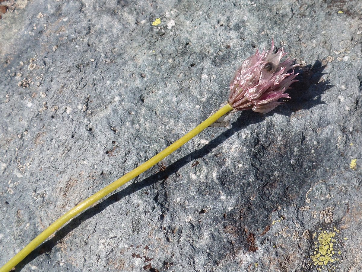 Image of Allium schoenoprasum specimen.