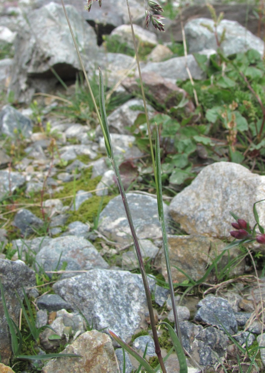 Image of Poa alpina specimen.