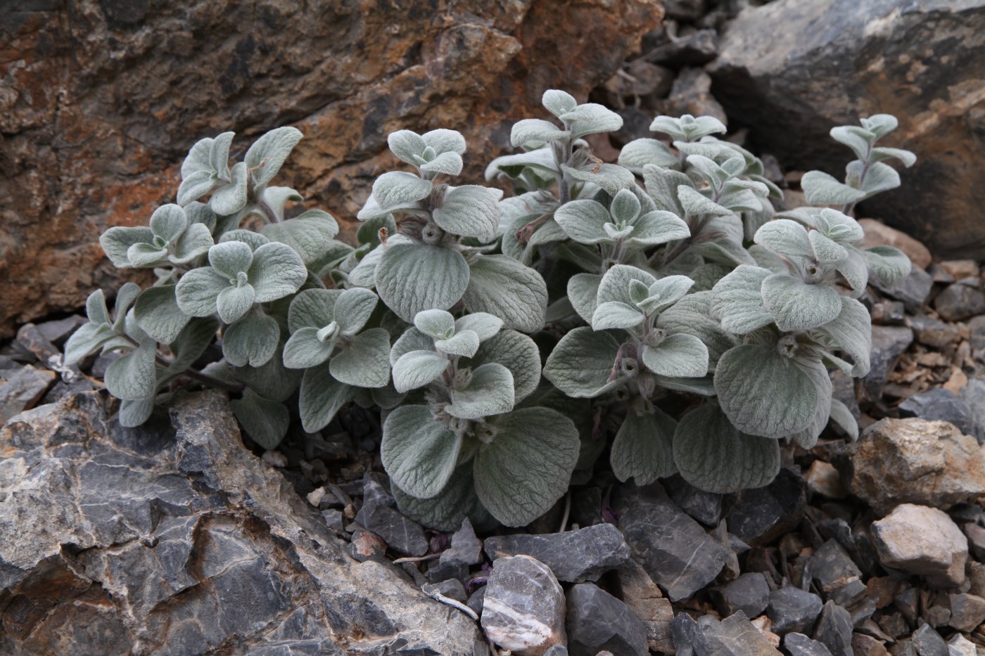 Изображение особи Alajja rhomboidea.