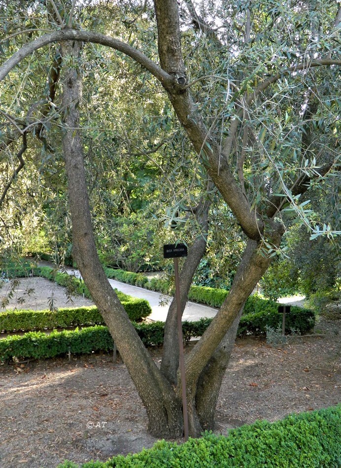 Image of Olea africana specimen.