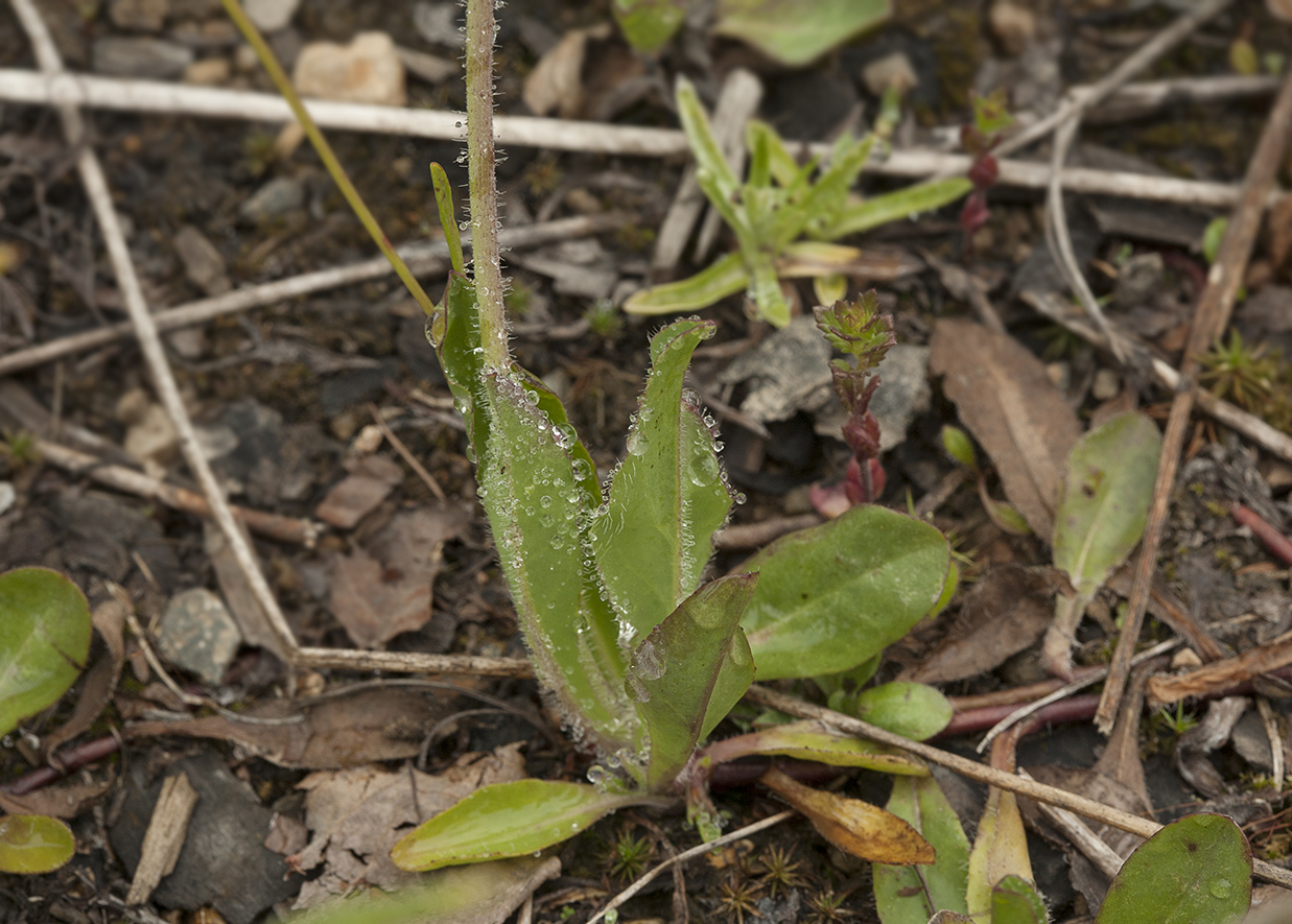 Image of Pilosella &times; floribunda specimen.