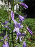 Campanula rapunculoides