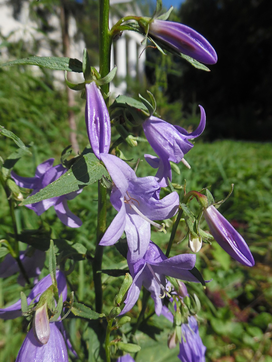 Изображение особи Campanula rapunculoides.