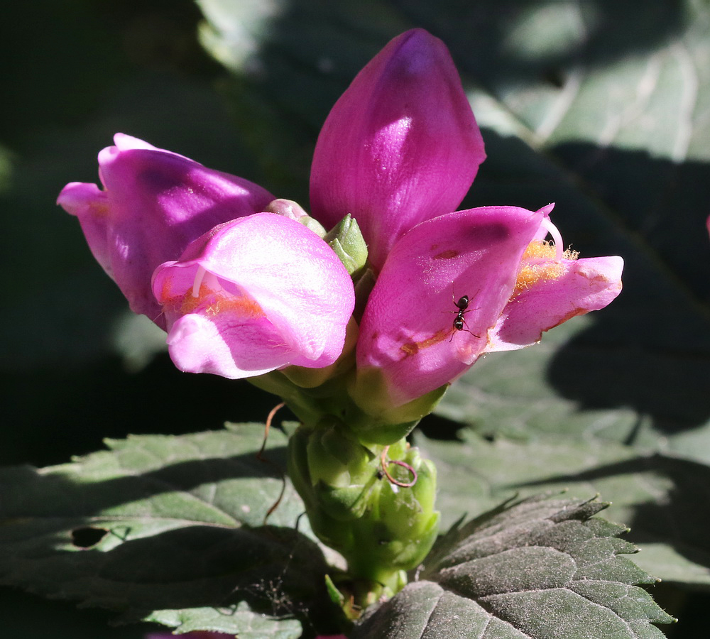 Image of Chelone obliqua specimen.