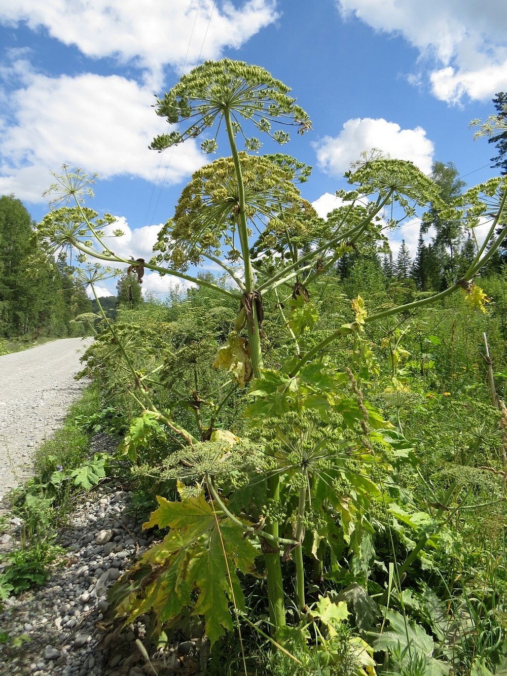 Image of Heracleum sosnowskyi specimen.