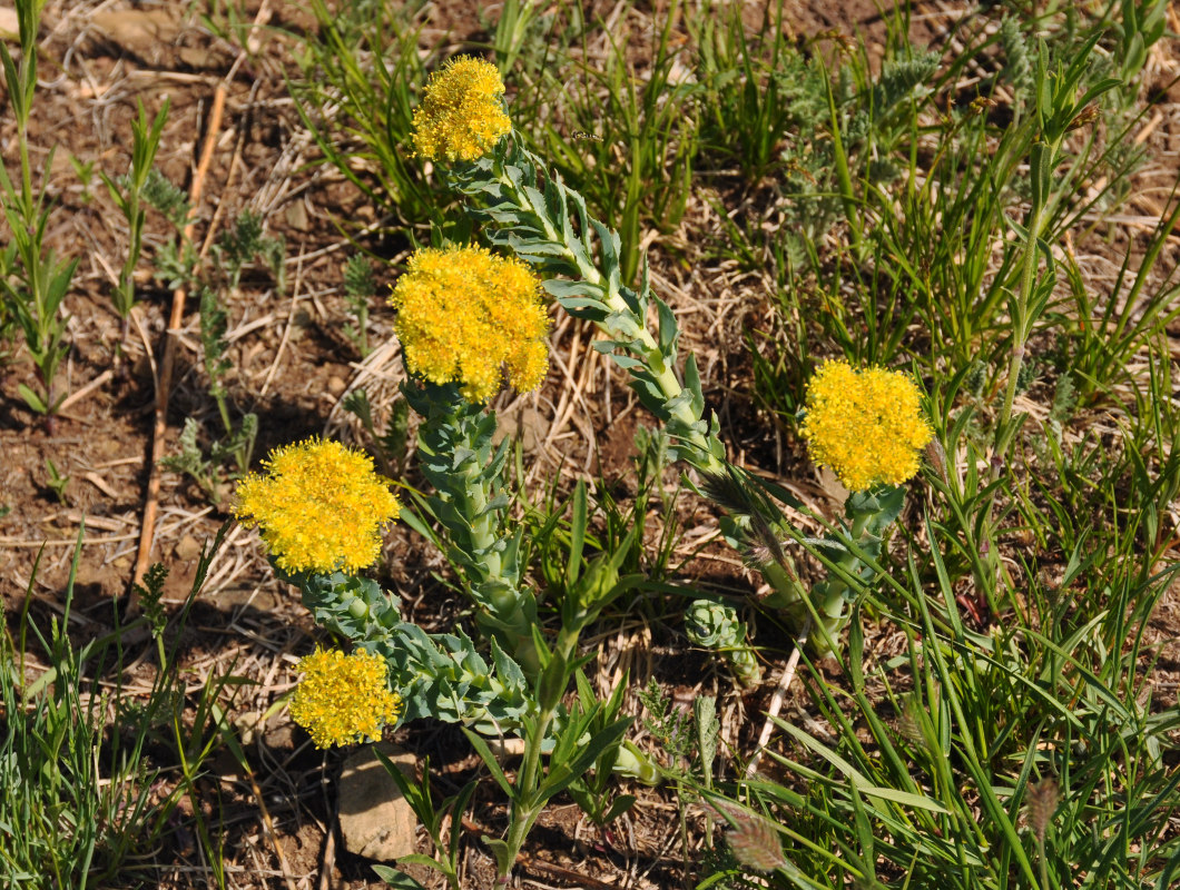 Image of Rhodiola rosea specimen.