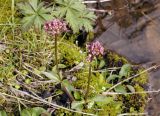 Valeriana capitata