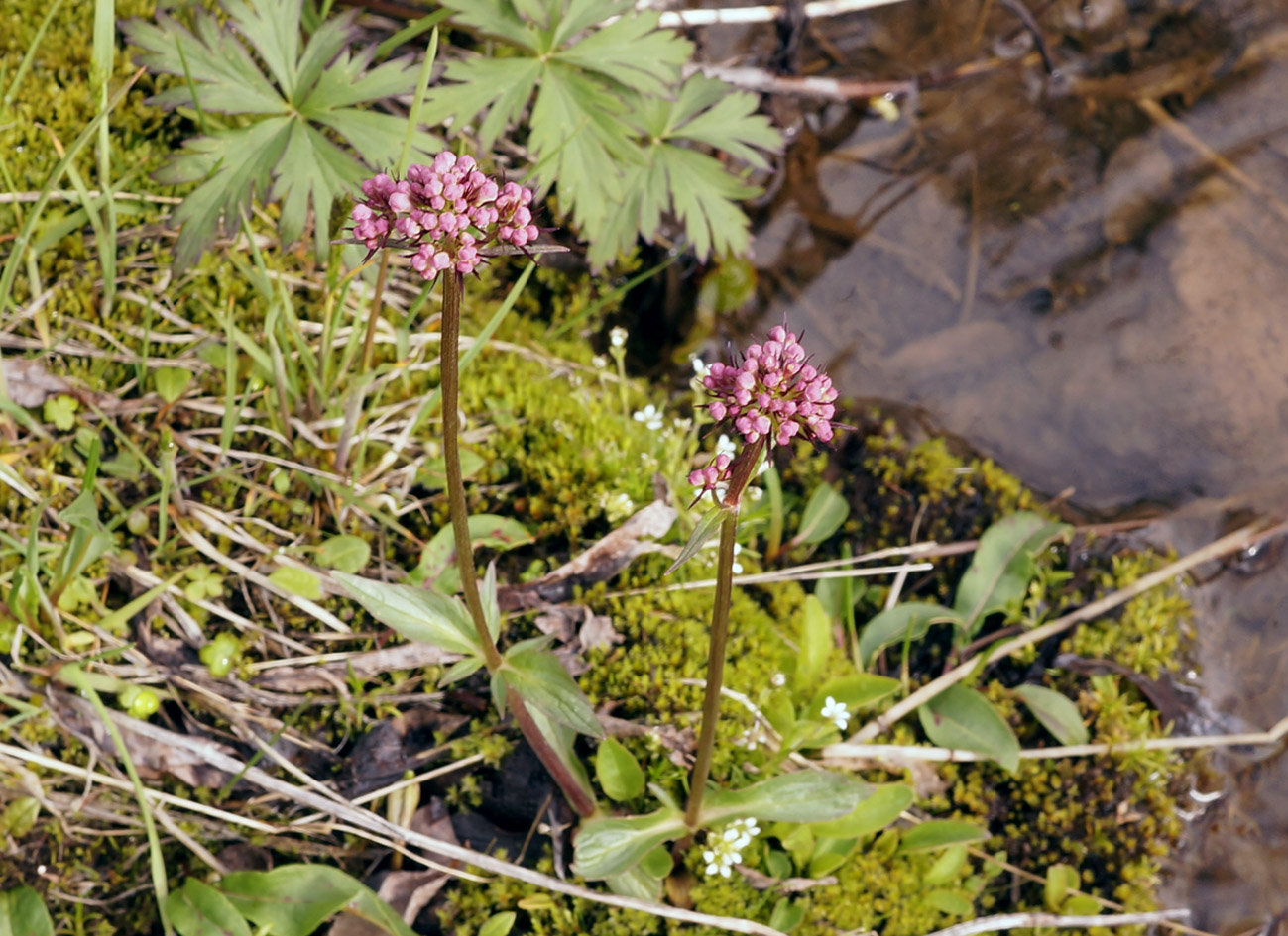 Image of Valeriana capitata specimen.