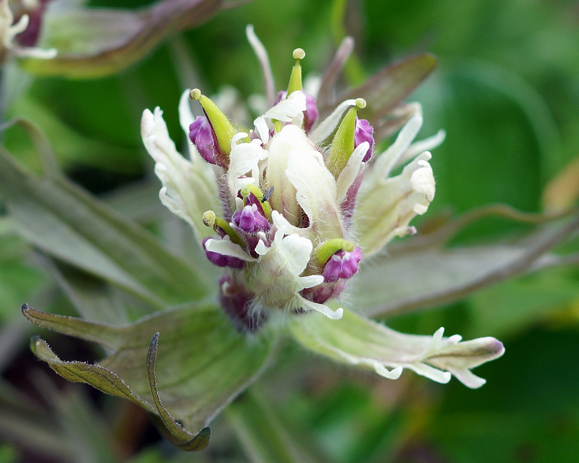 Изображение особи Castilleja pavlovii.