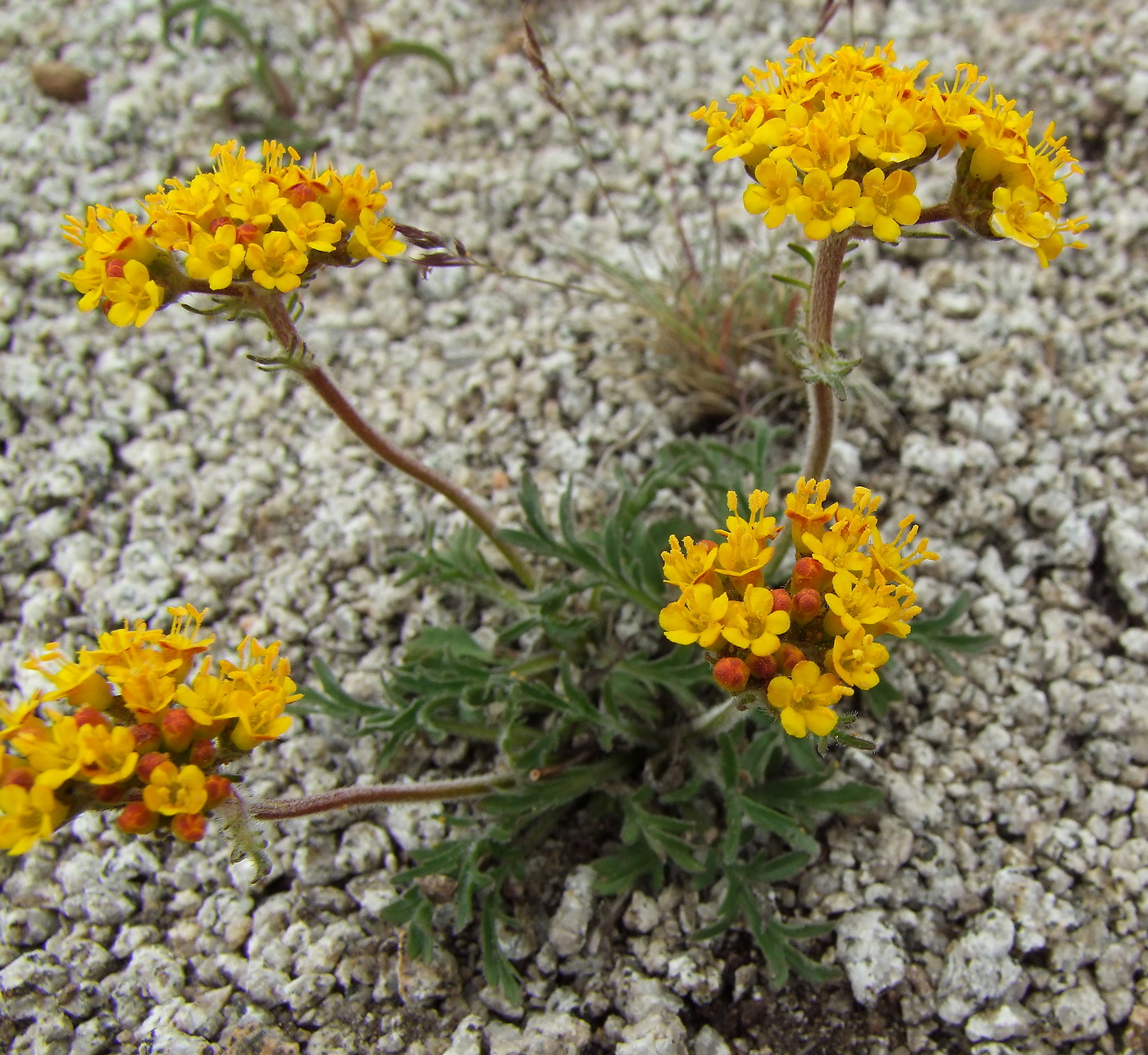 Image of Patrinia sibirica specimen.