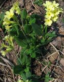 Primula elatior