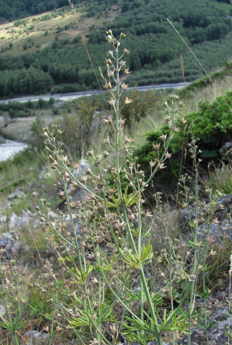 Image of Teucrium orientale specimen.