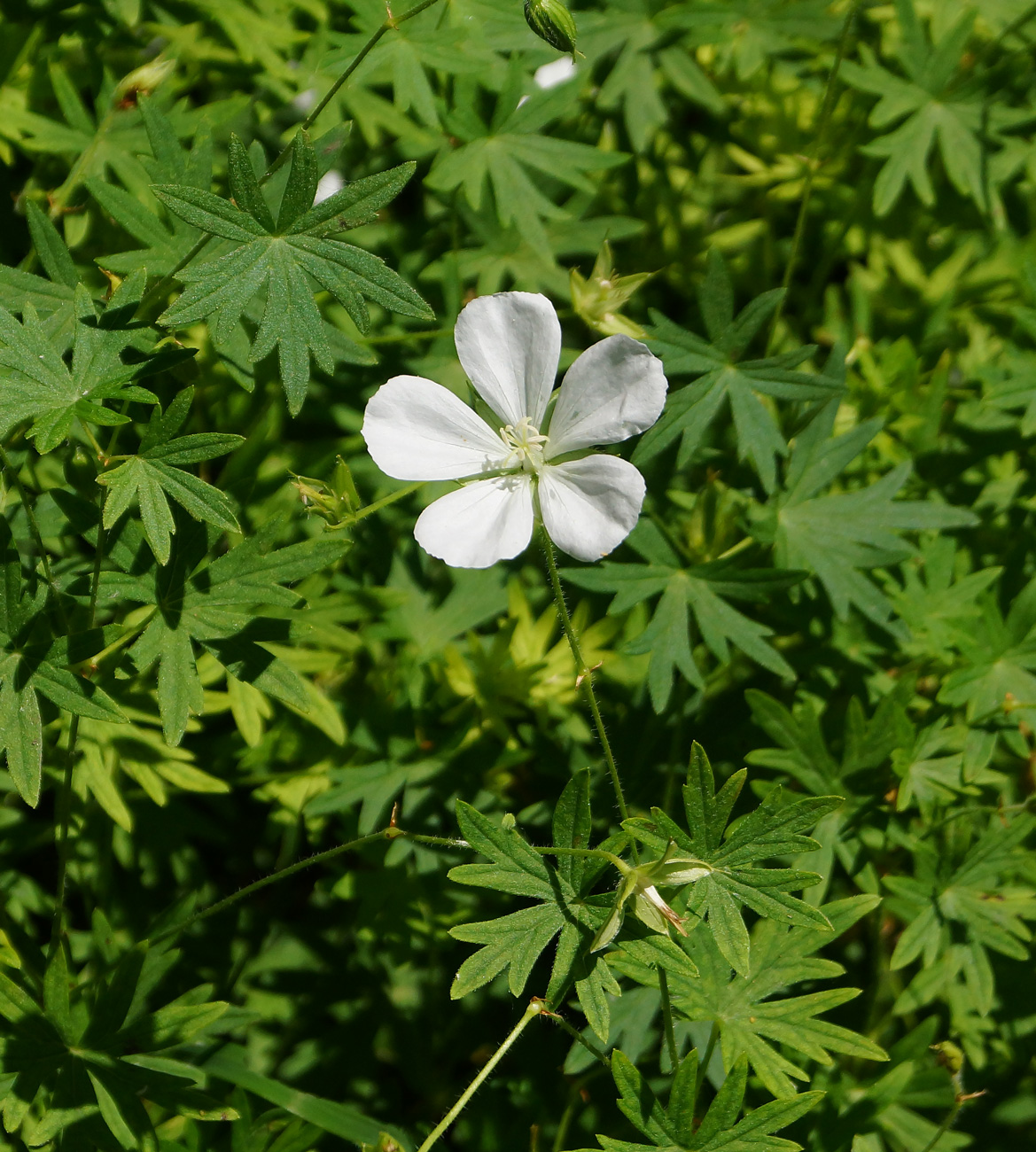 Изображение особи Geranium sanguineum.