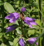 Campanula trachelium. Верхушка цветущего растения. Средний Урал, Пермский край, Кунгурский р-н, окр. с. Филипповка, правый берег р. Сылва, подножие камня Ермак, заросли кустарника. 16.07.2017.