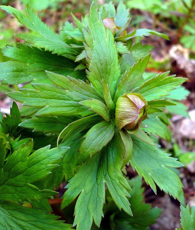 Image of Trollius europaeus specimen.