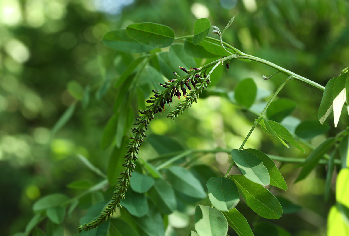 Изображение особи Amorpha fruticosa.