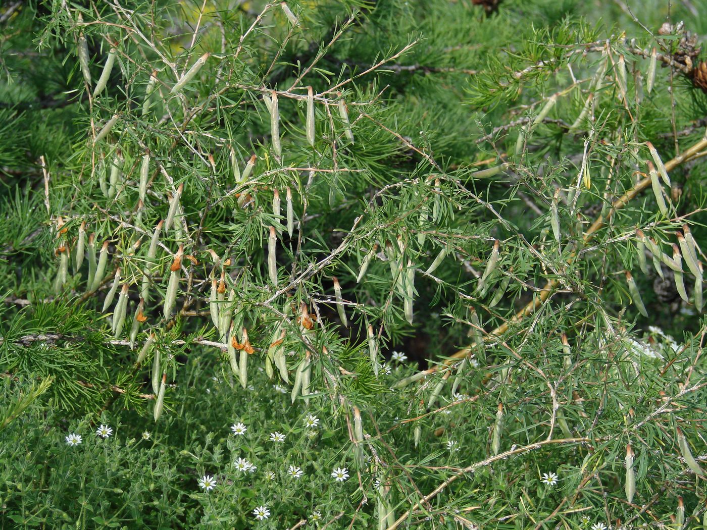 Image of Caragana pygmaea specimen.