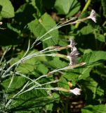 Dianthus plumarius