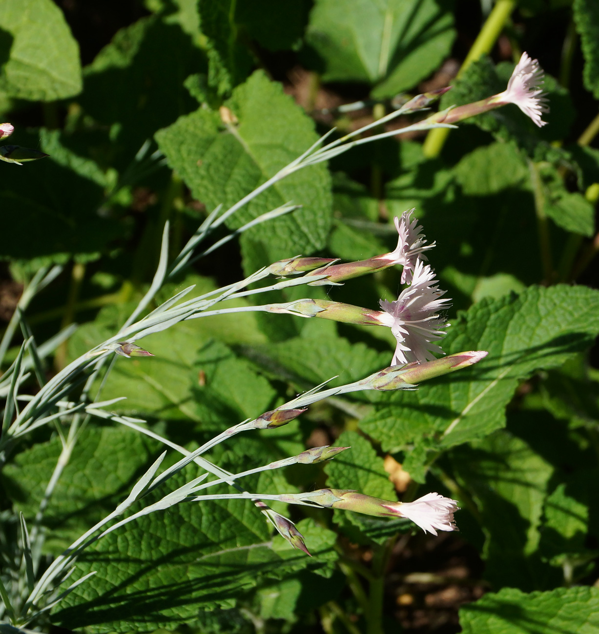 Изображение особи Dianthus plumarius.