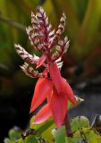 Aechmea chantinii