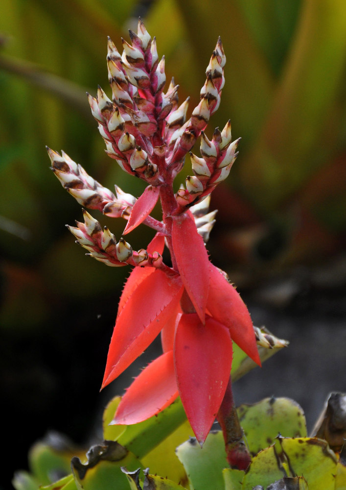 Image of Aechmea chantinii specimen.