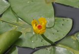 Nuphar pumila подвид sinensis. Цветок с сидящими мухами и листья. Южный Китай, Гуанси-Чжуанский автономный р-н, окр. г. Яншо, парк \"Шангри-Ла\", пруд. 15.10.2017.