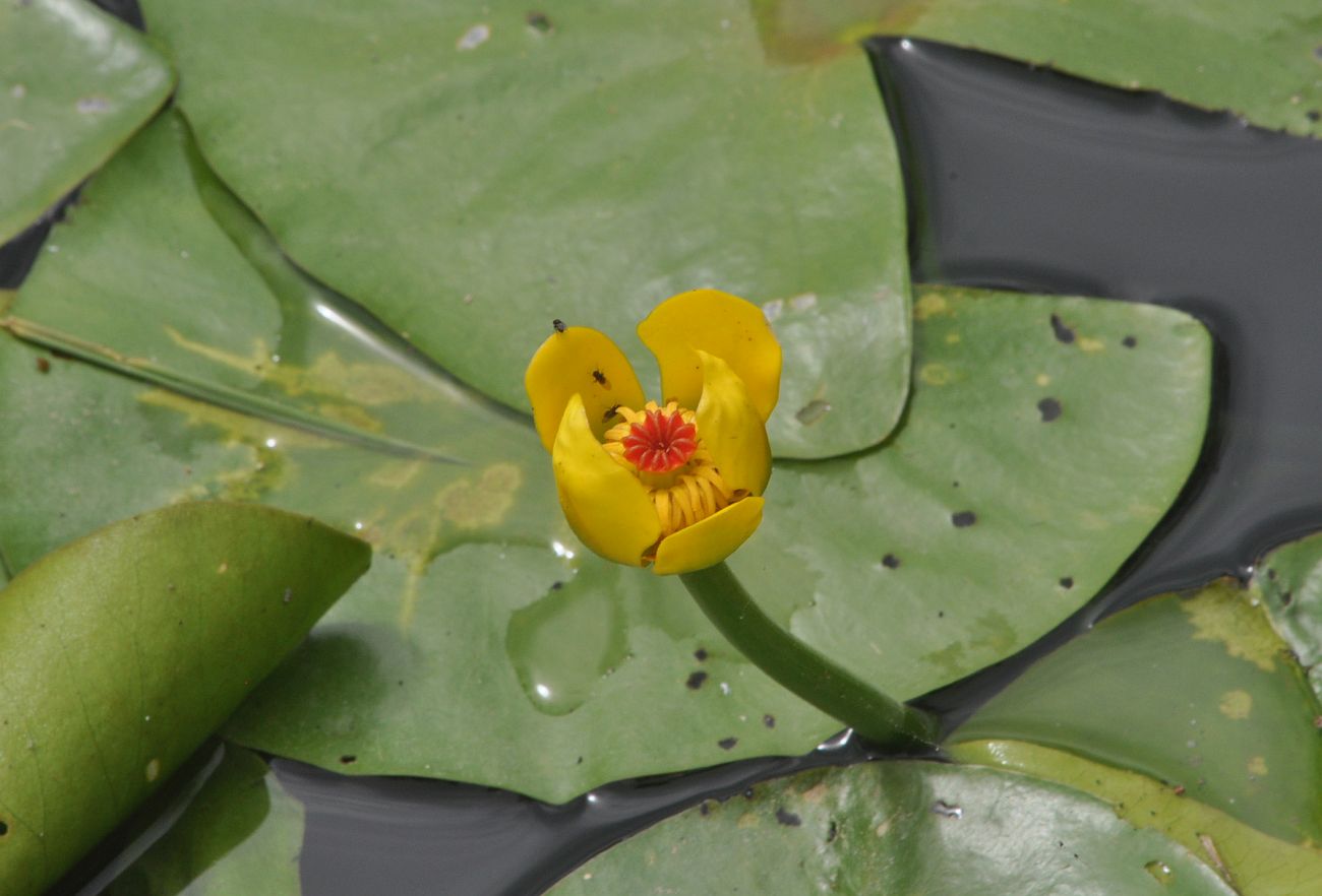 Изображение особи Nuphar pumila ssp. sinensis.