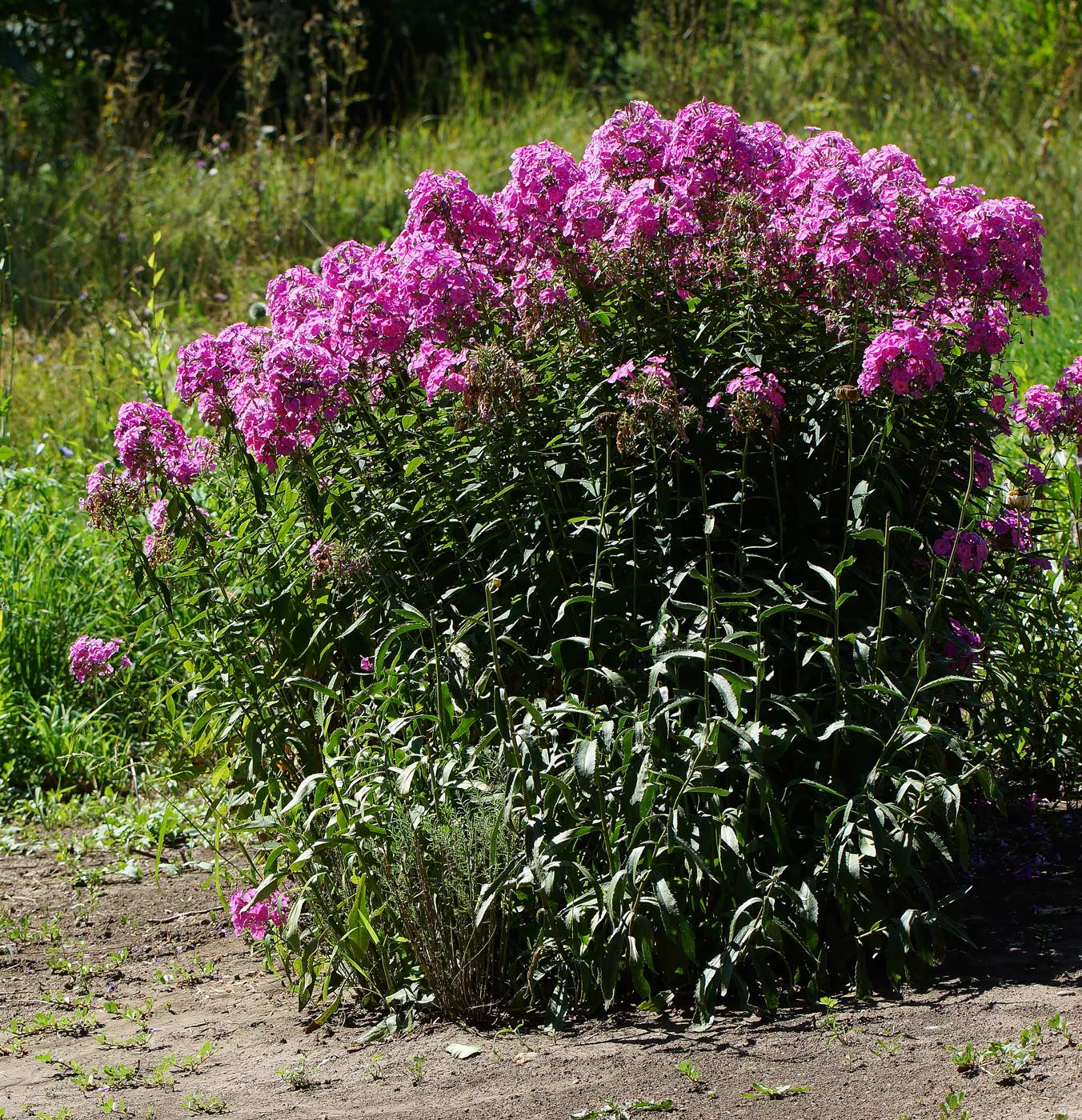 Image of Phlox paniculata specimen.