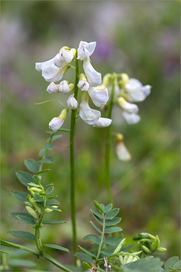 Image of Vicia sylvatica specimen.