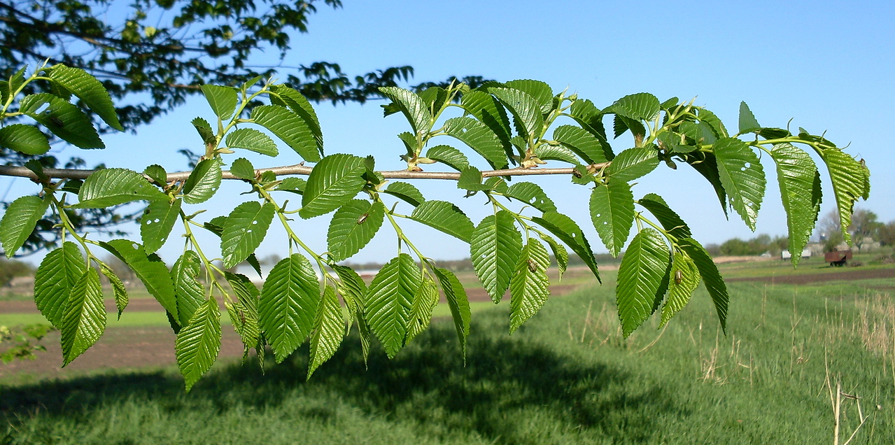 Изображение особи Ulmus pumila.